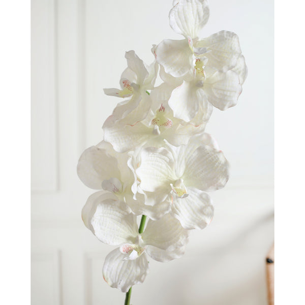 Orchid