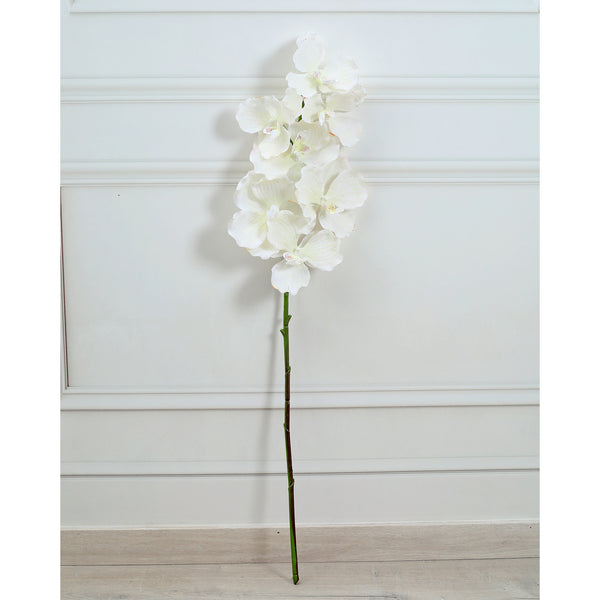 Orchid