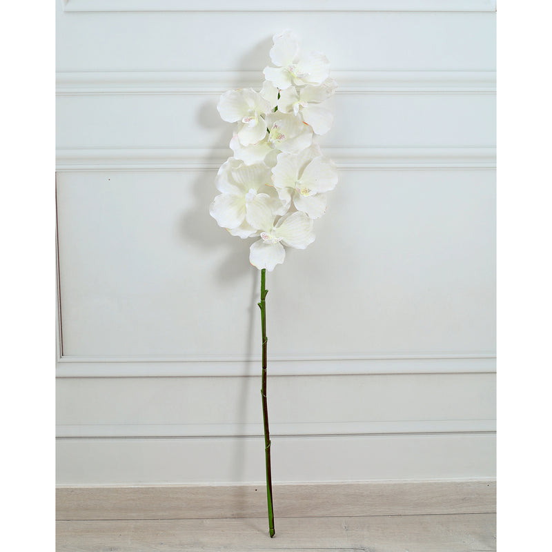Orchid