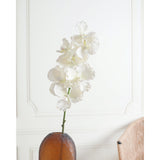 Orchid