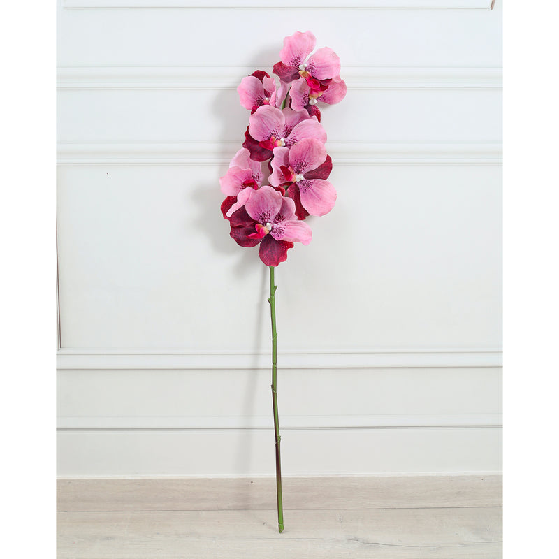 Orchid