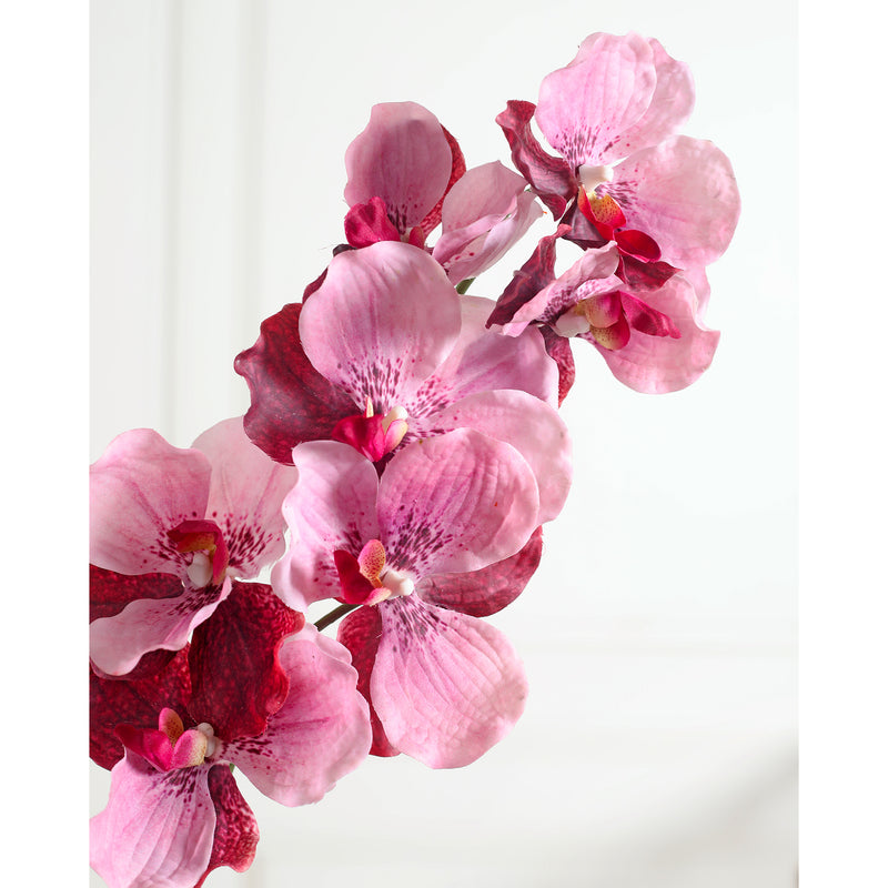 Orchid