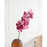 Orchid