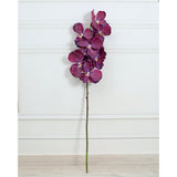 Orchid