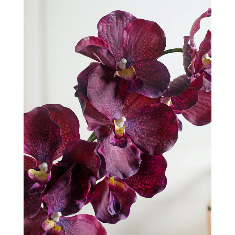Orchid