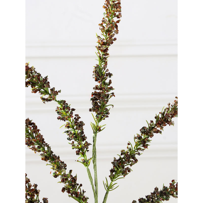 Amaranthus