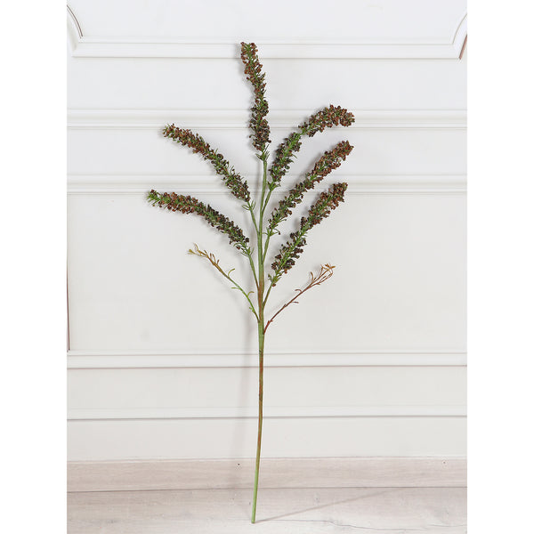 Amaranthus