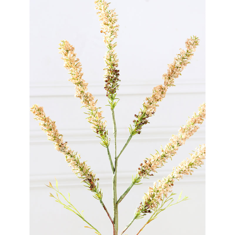 Amaranthus
