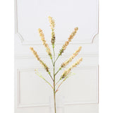 Amaranthus