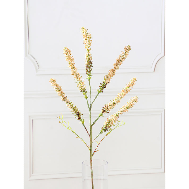 Amaranthus