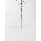 Amaranthus