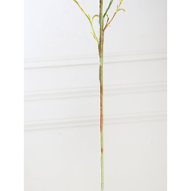 Amaranthus