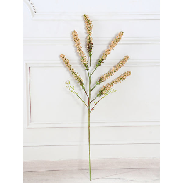 Amaranthus