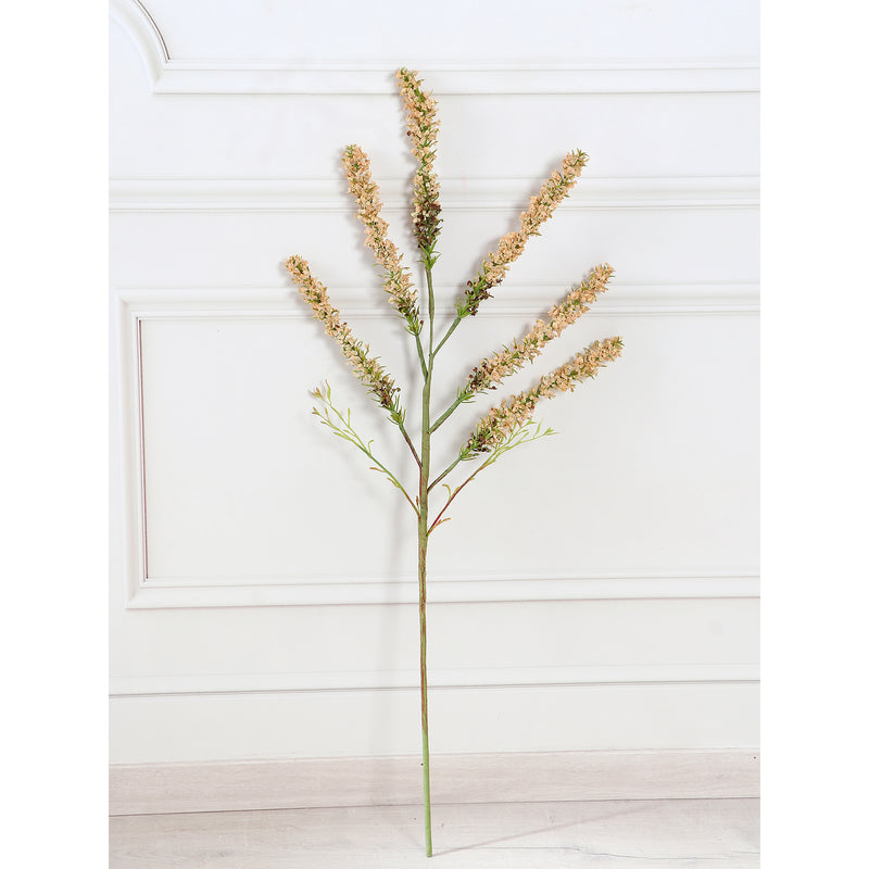 Amaranthus
