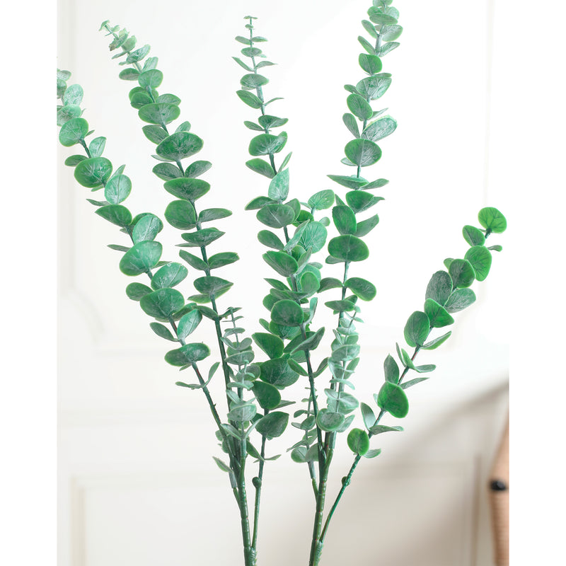 Eucalyptus Leaves Green