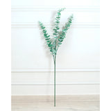 Eucalyptus Leaves Green