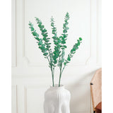 Eucalyptus Leaves Green