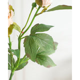 Peony Pink